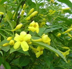 Jasminum h. 'Revolutum'